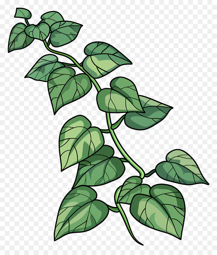 Ivy De Jardín，Vid PNG