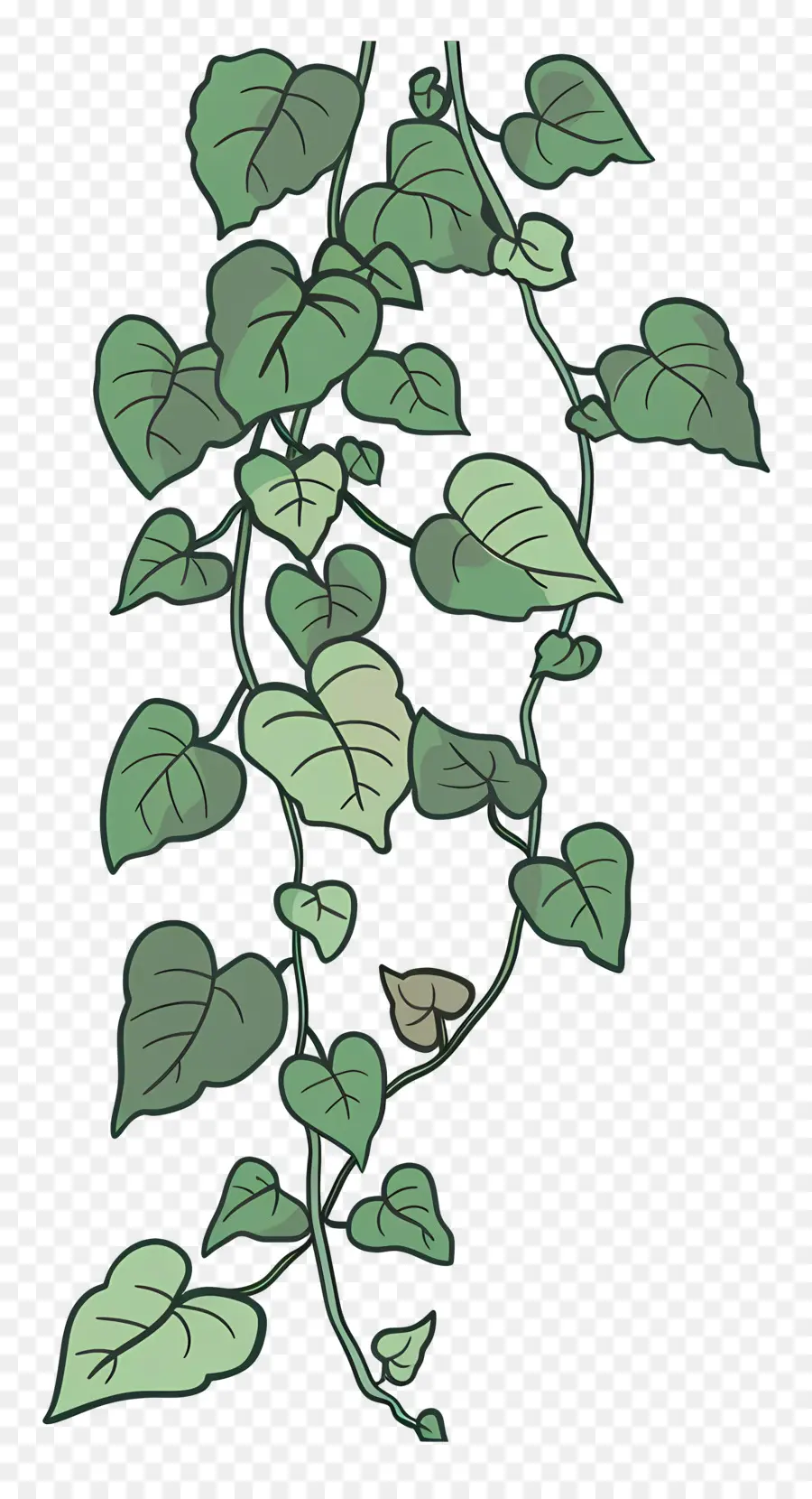 Ivy De Jardín，Vid PNG