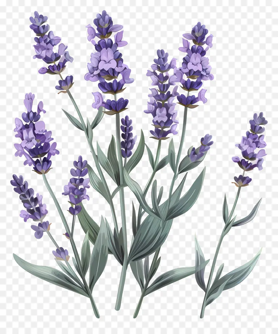 Lavanda De Jardín，Lavanda PNG