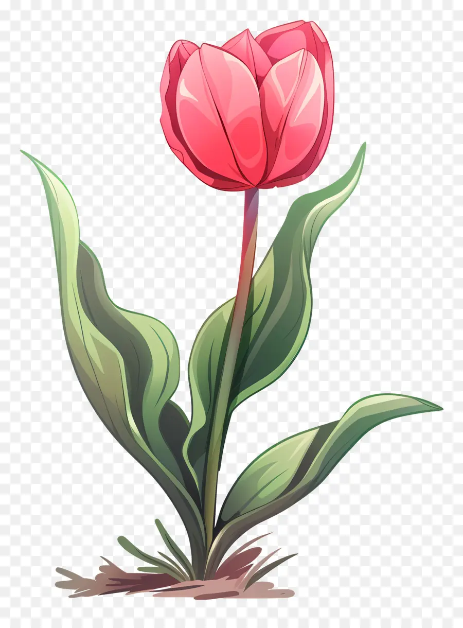 Flor De Tulipán，Tulip PNG