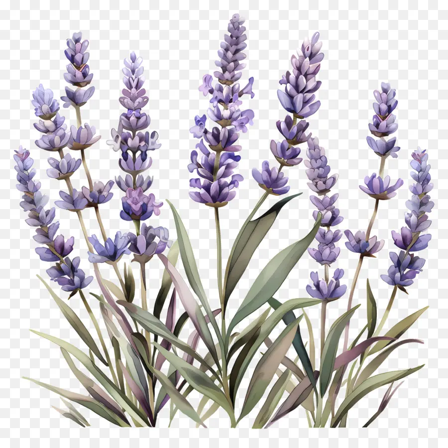 Lavanda De Jardín，Lavanda PNG