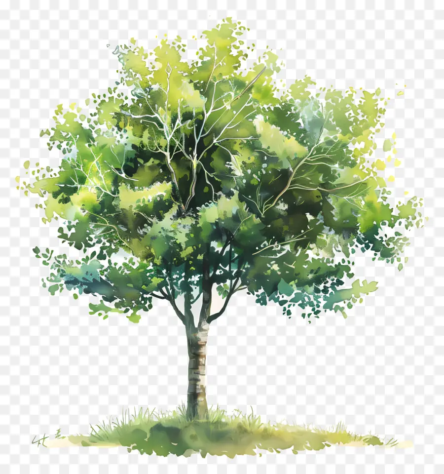 Árbol De Jardín，Árbol PNG