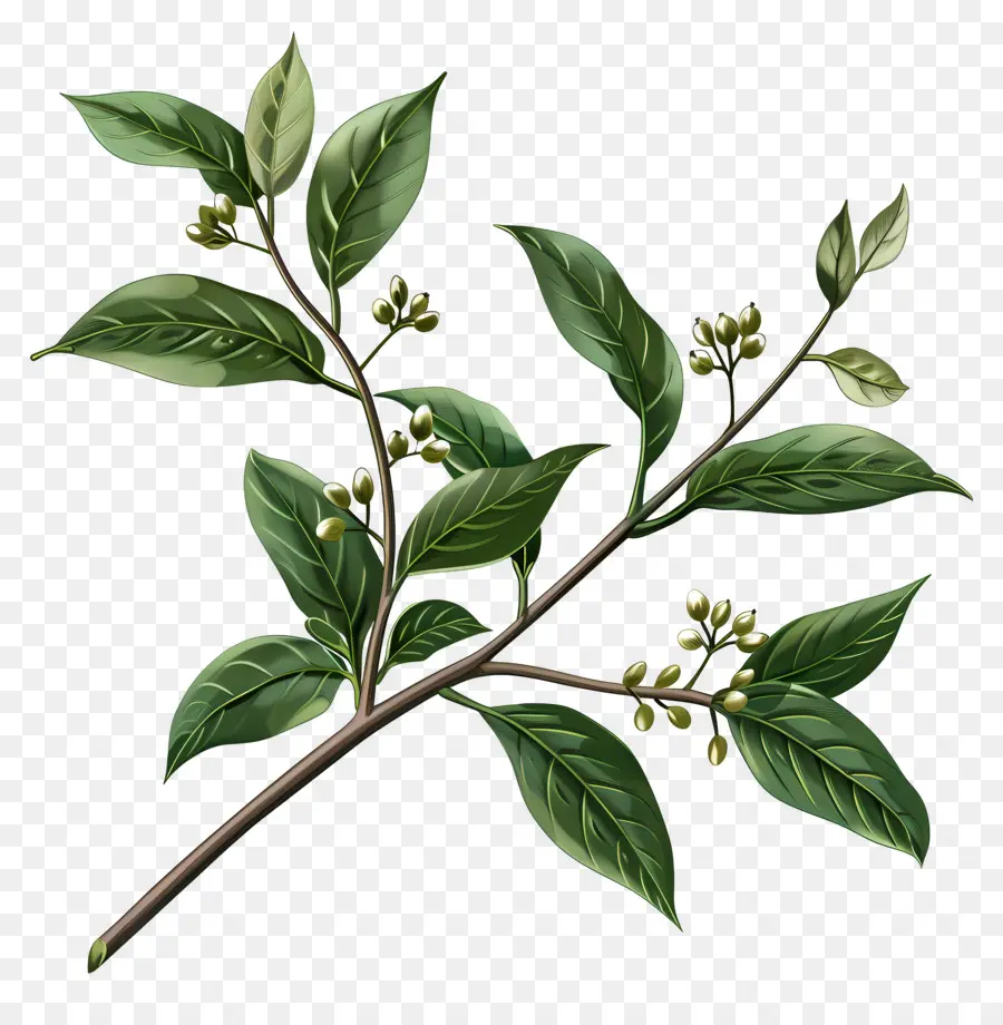 Ramita Con Hojas，Planta PNG