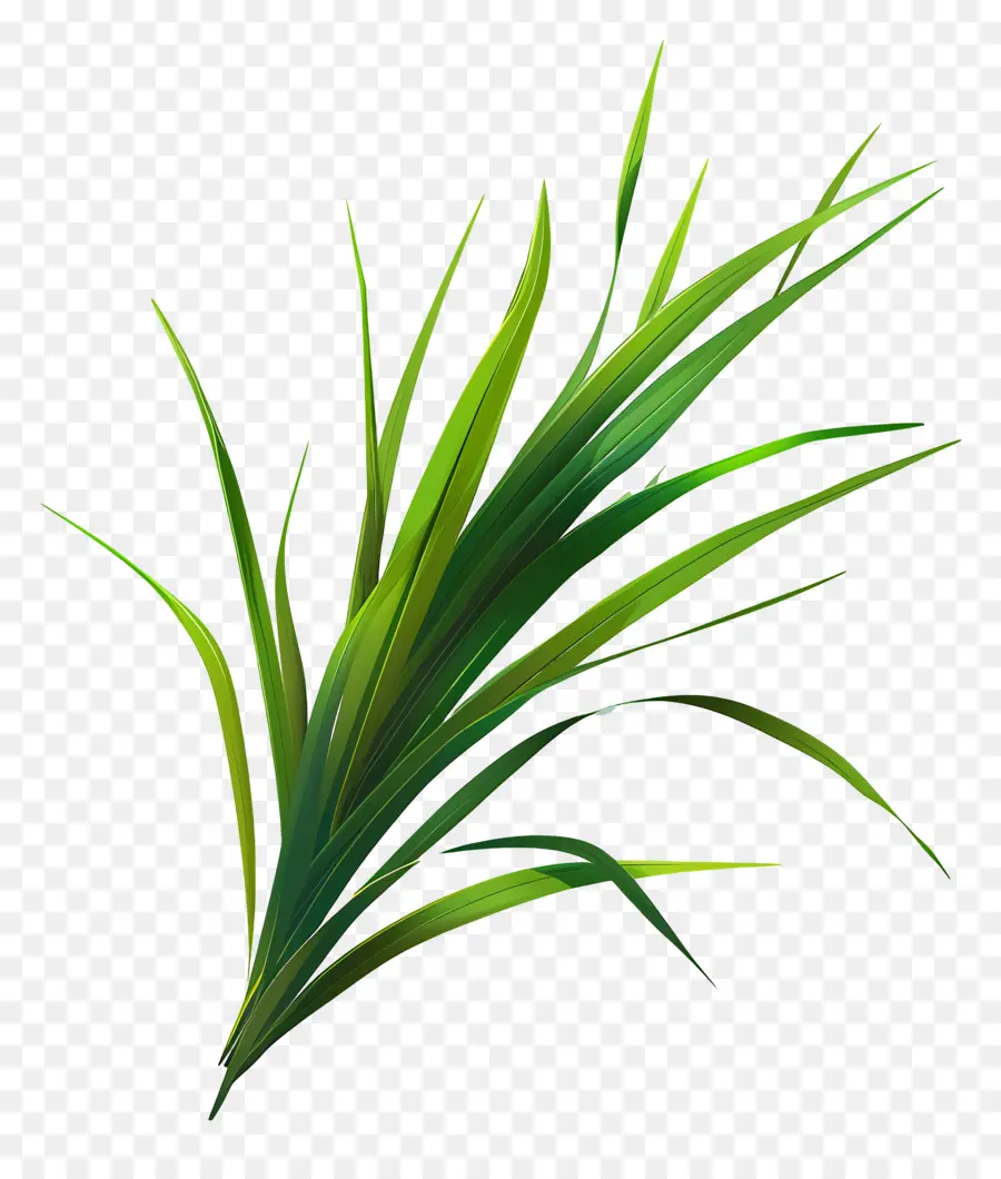 Cuchilla De Hierba，Planta De Maíz PNG