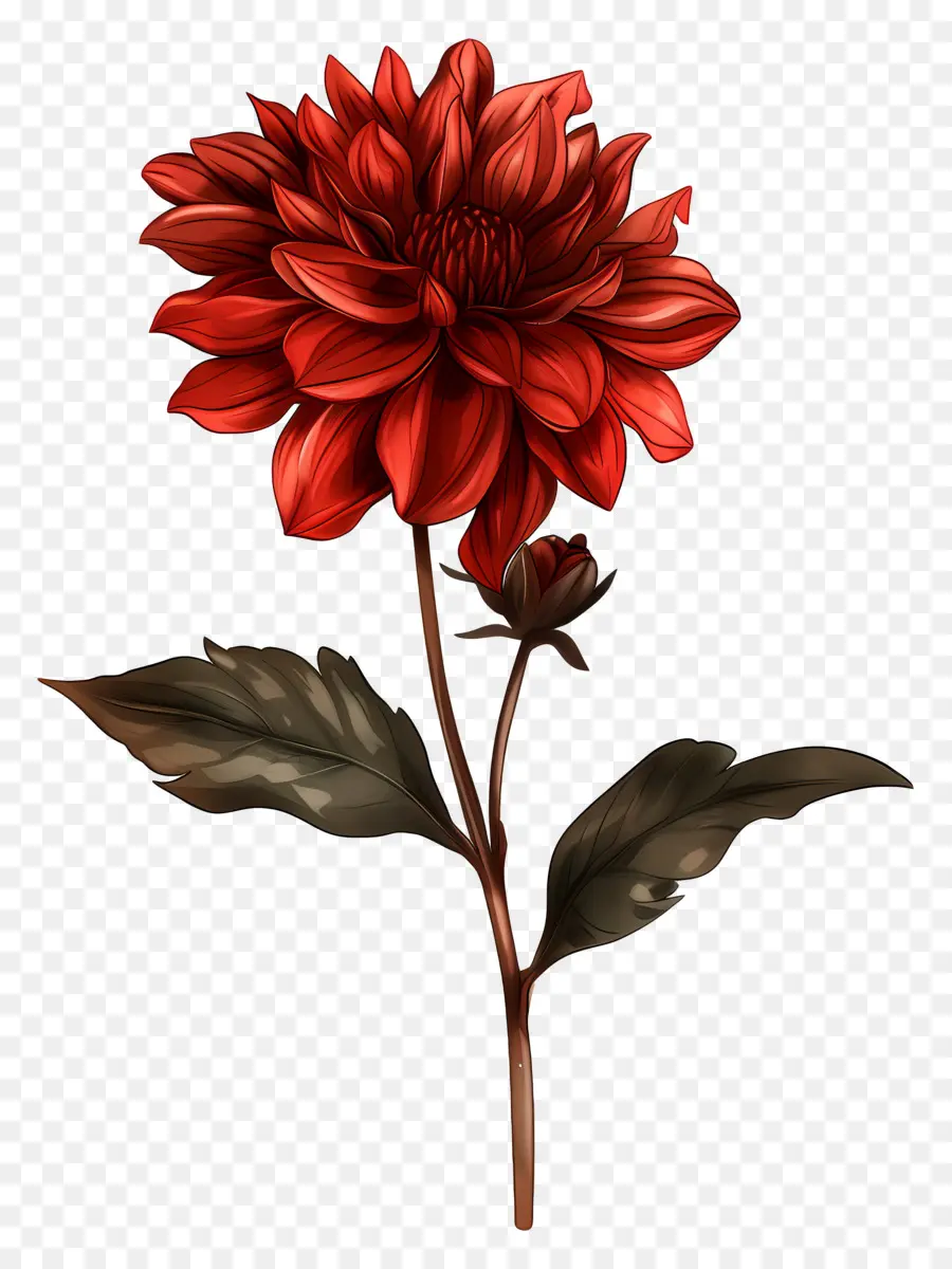 Flor Roja，Flor PNG