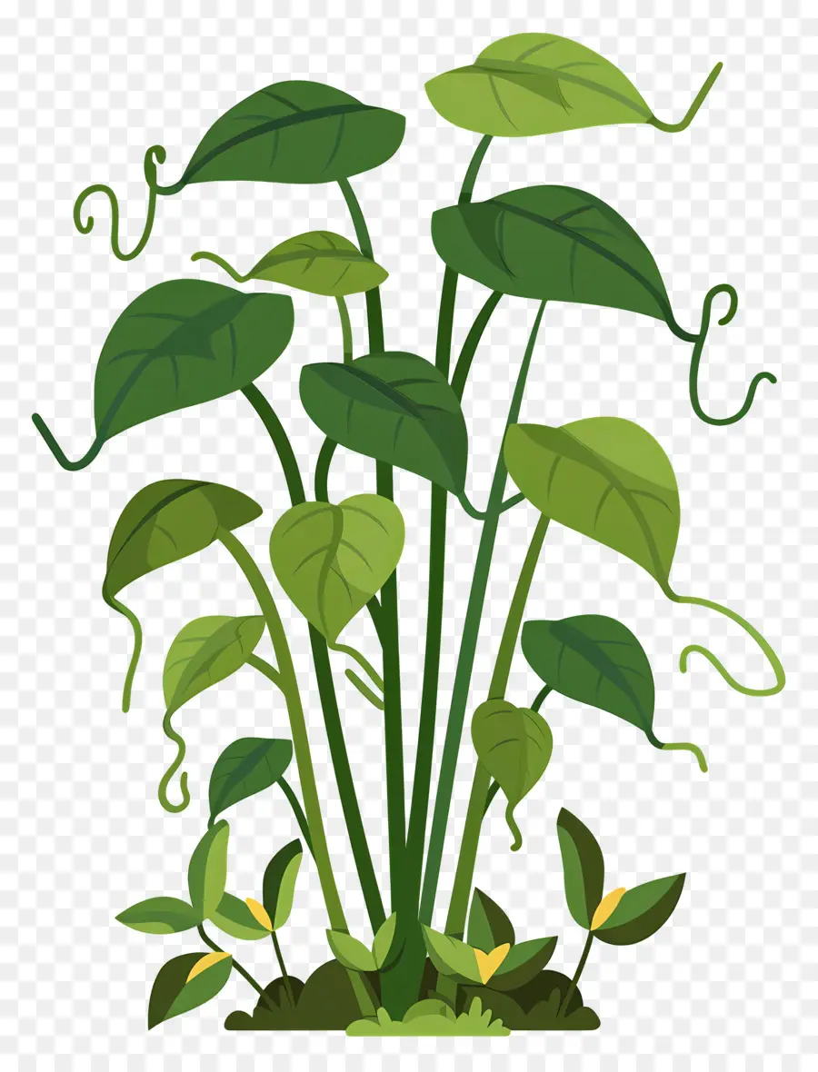 Enredad De La Jungla，Las Plantas Verdes PNG