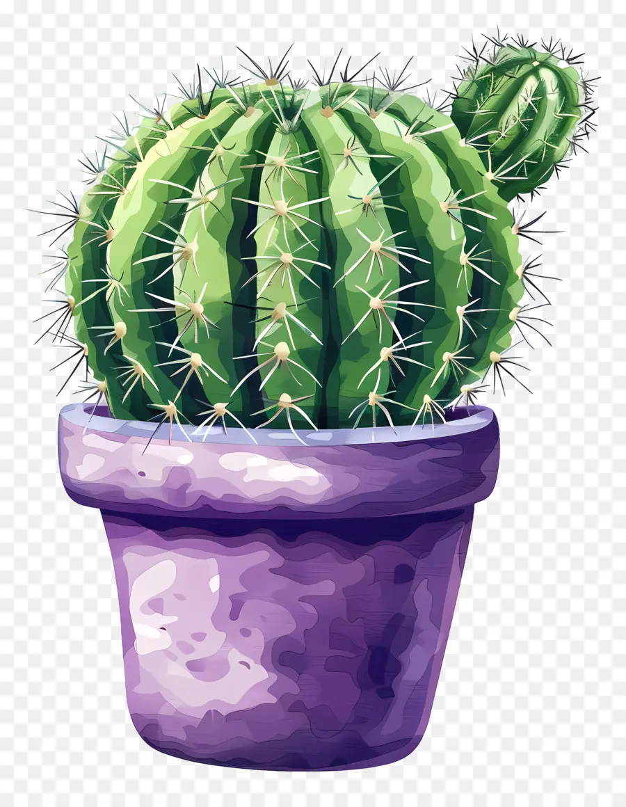 Cactus，Cacto Verde PNG