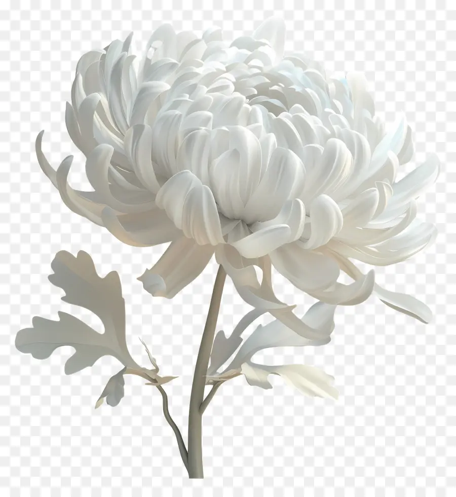 Crisantemo Blanco，Flor Blanca PNG