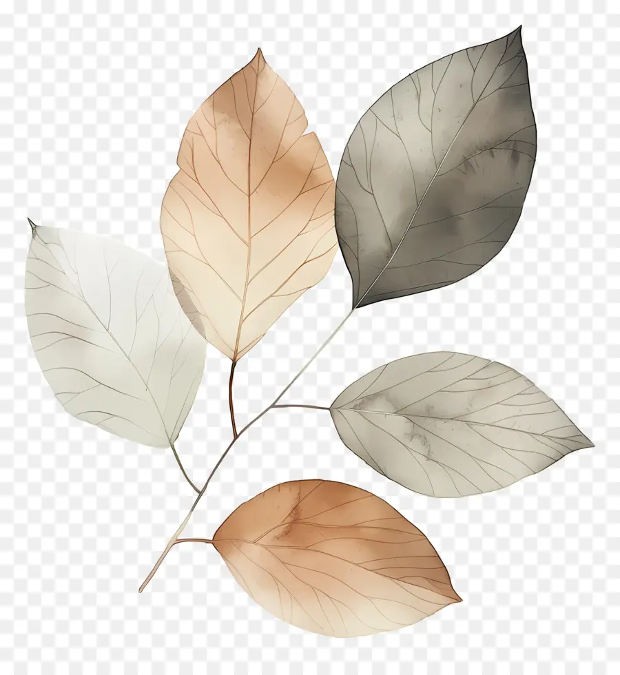 Naturaleza De La Hoja，Hojas De Otoño PNG