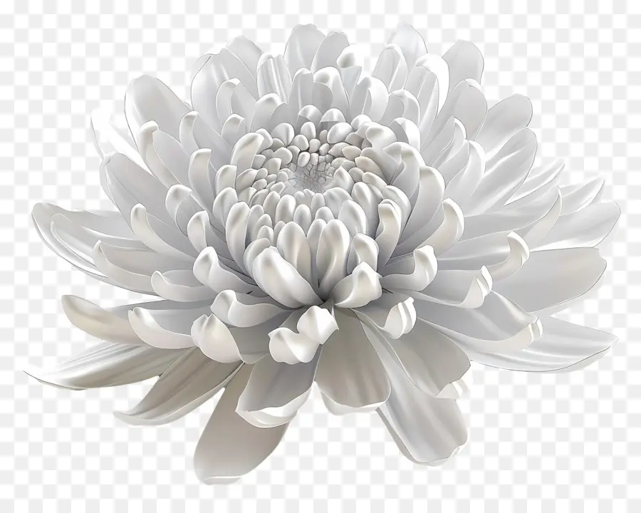 Crisantemo Blanco，Flor Blanca PNG