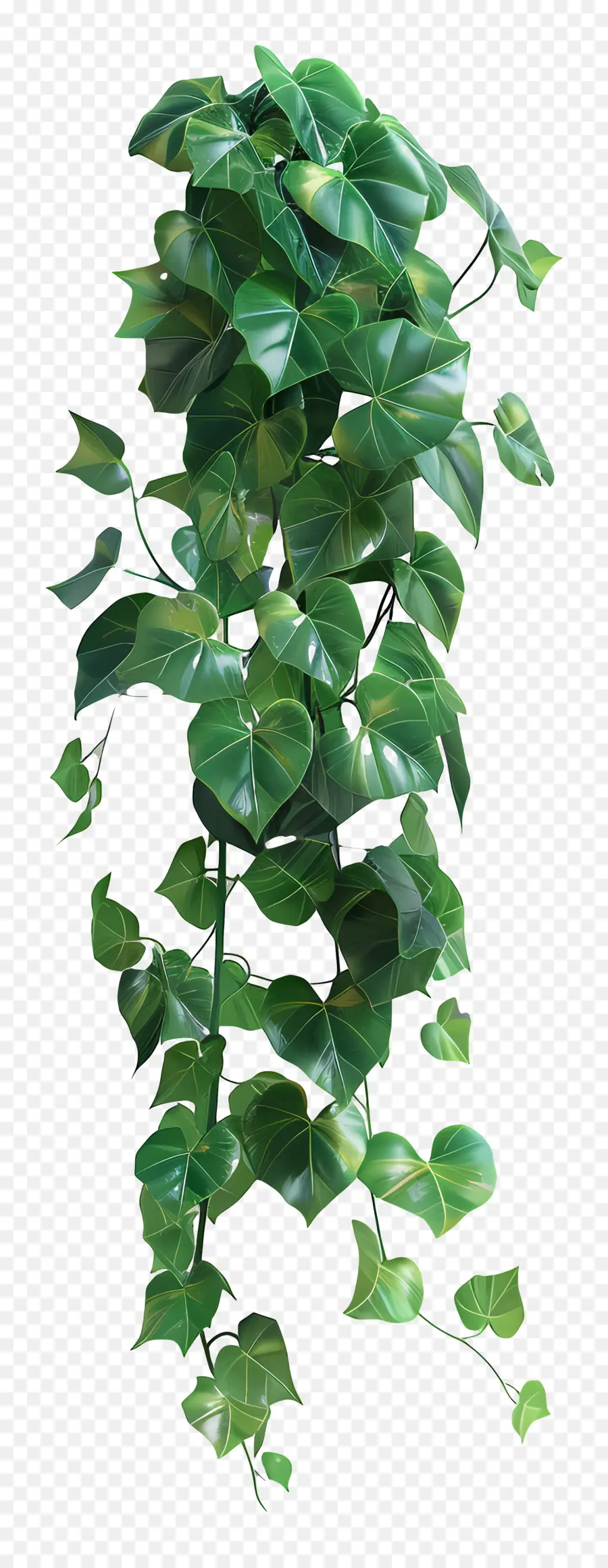 Vid De La Selva，Planta Colgante PNG