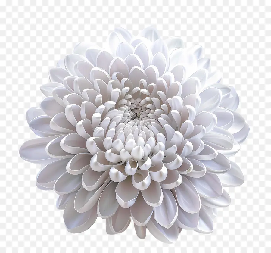 Crisantemo Blanco，Flor Blanca PNG