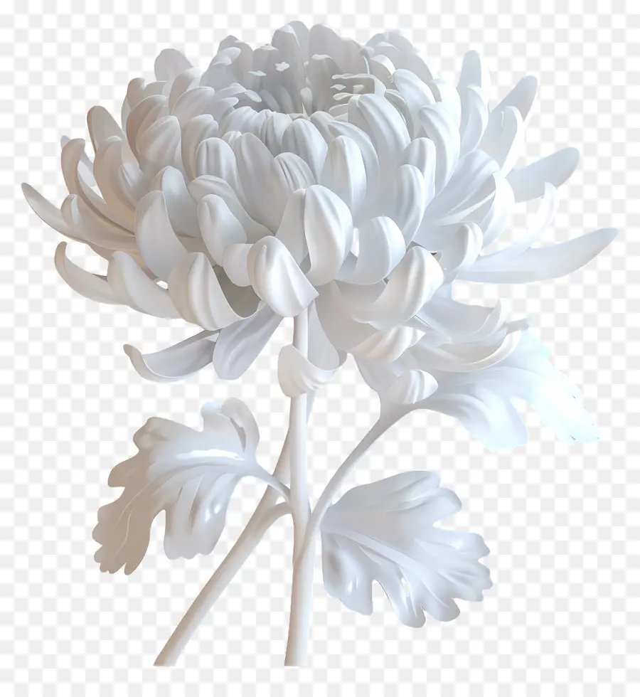 Crisantemo Blanco，Flor Blanca PNG