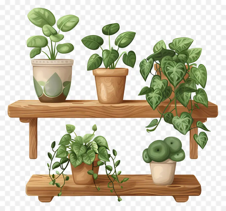 Las Plantas En Maceta，Las Plantas PNG