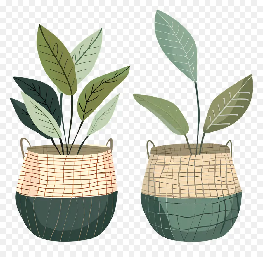 Plantas En Canasta，Plantas En Cestas PNG