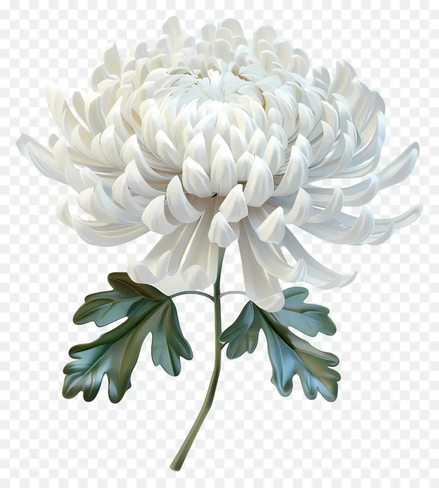 Crisantemo Blanco，Flor Blanca PNG