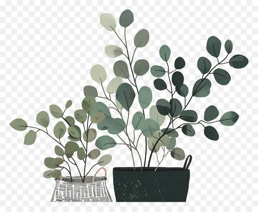 Plantas En Canasta，Las Plantas PNG