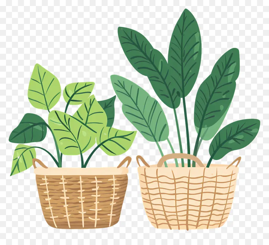 Plantas En Canasta，Las Plantas En Maceta PNG