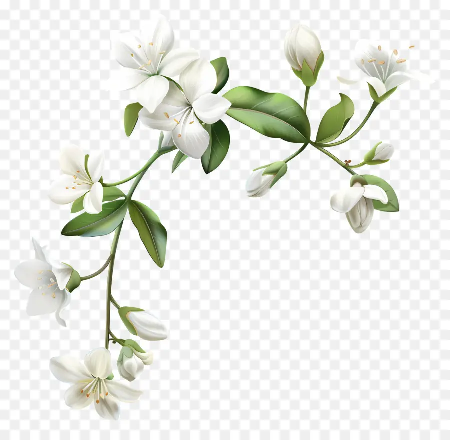 Flores De Jazmín Blanco，Flores Blancas PNG