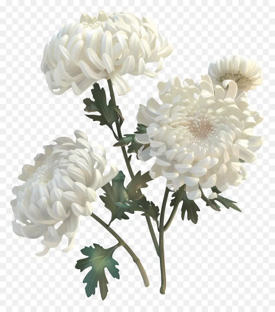 Crisantemo Blanco，Crisantemo PNG