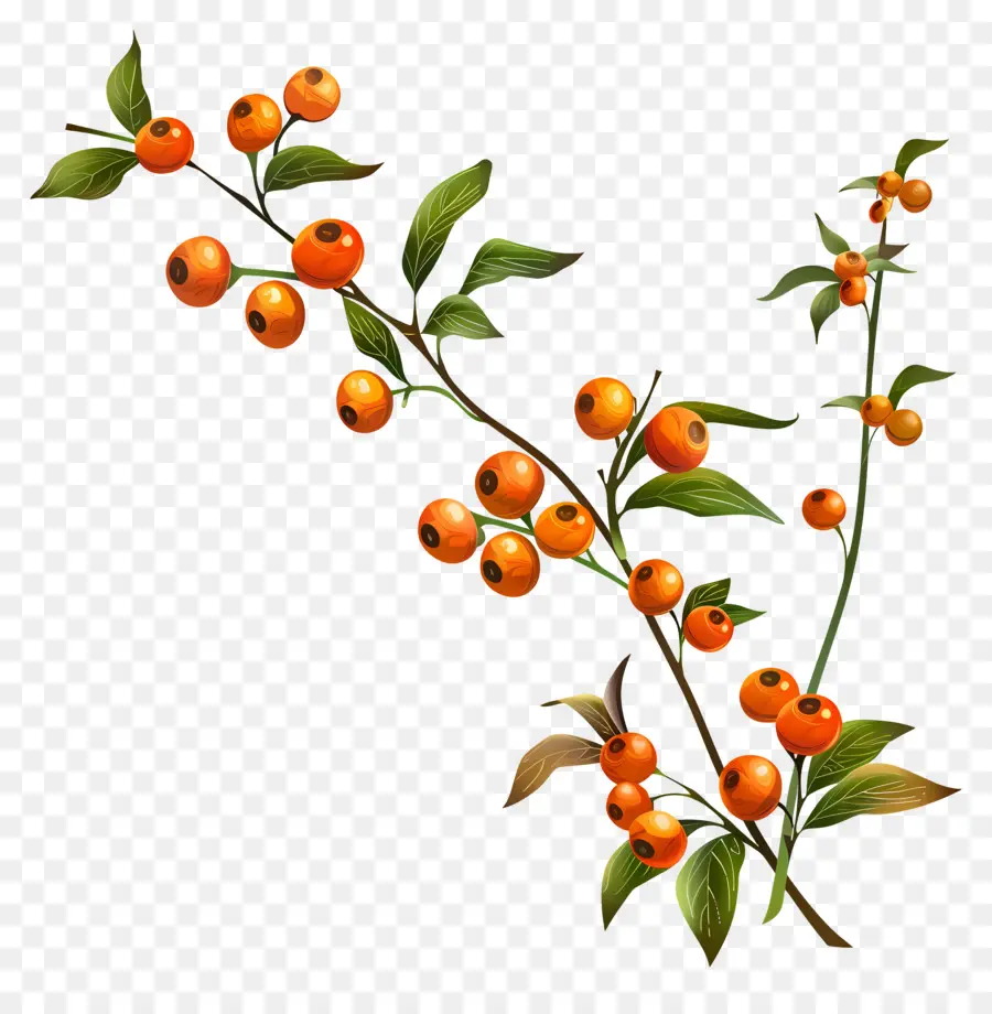 Bayas De Naranja，Planta PNG