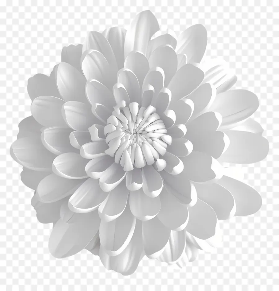 Crisantemo Blanco，Flor PNG