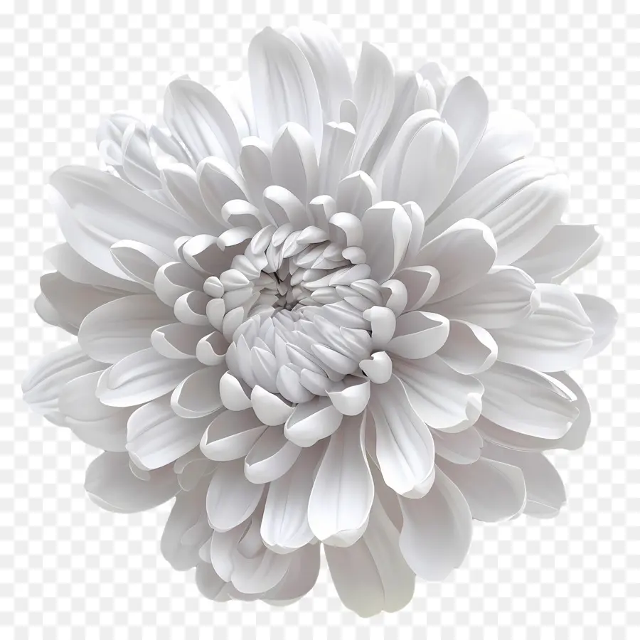 Crisantemo Blanco，Flor Blanca PNG