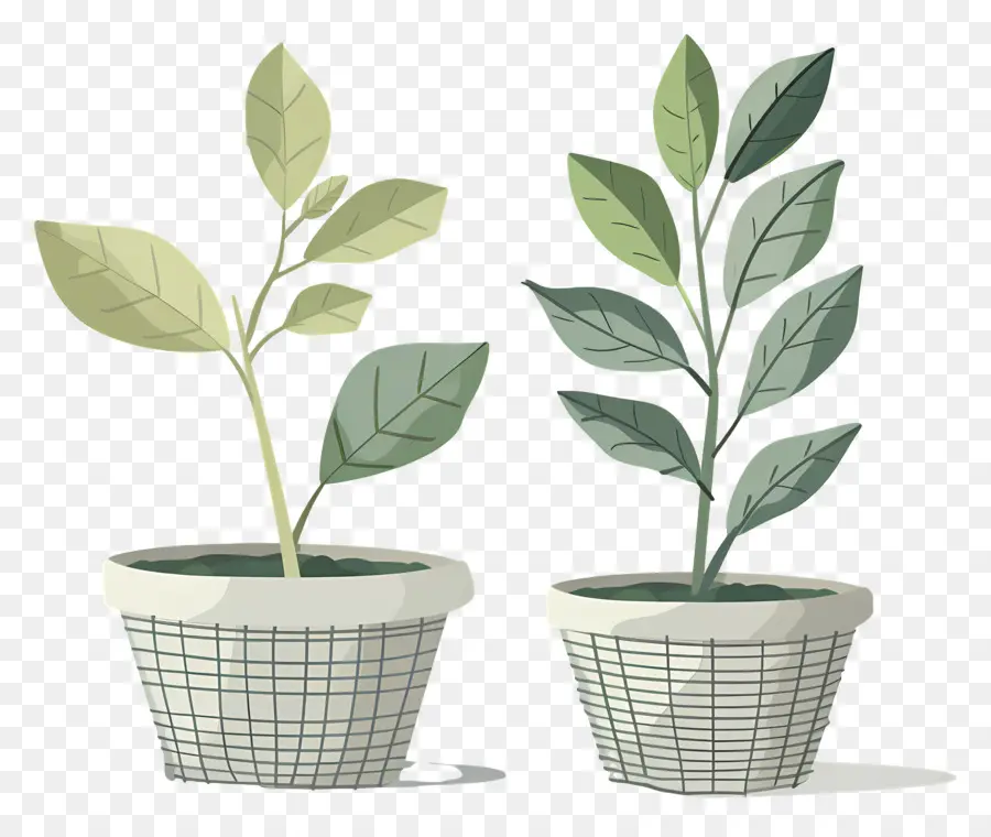 Plantas En Canasta，Plantas En Macetas PNG