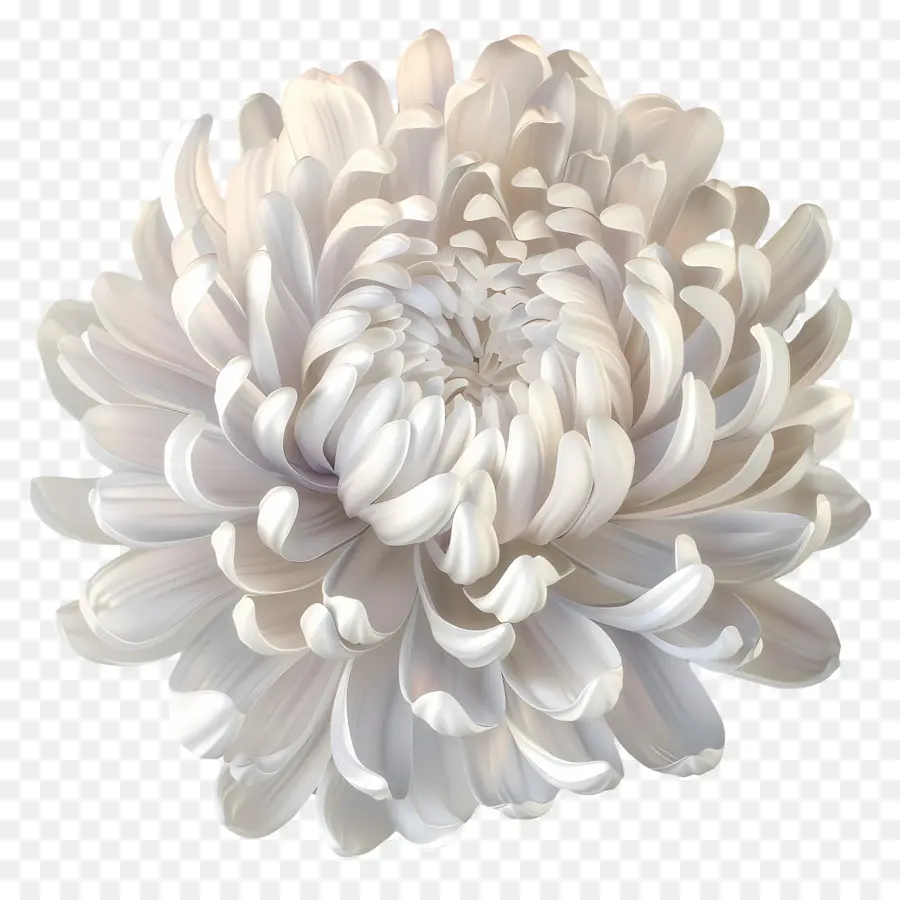 Crisantemo Blanco，Flor Blanca PNG