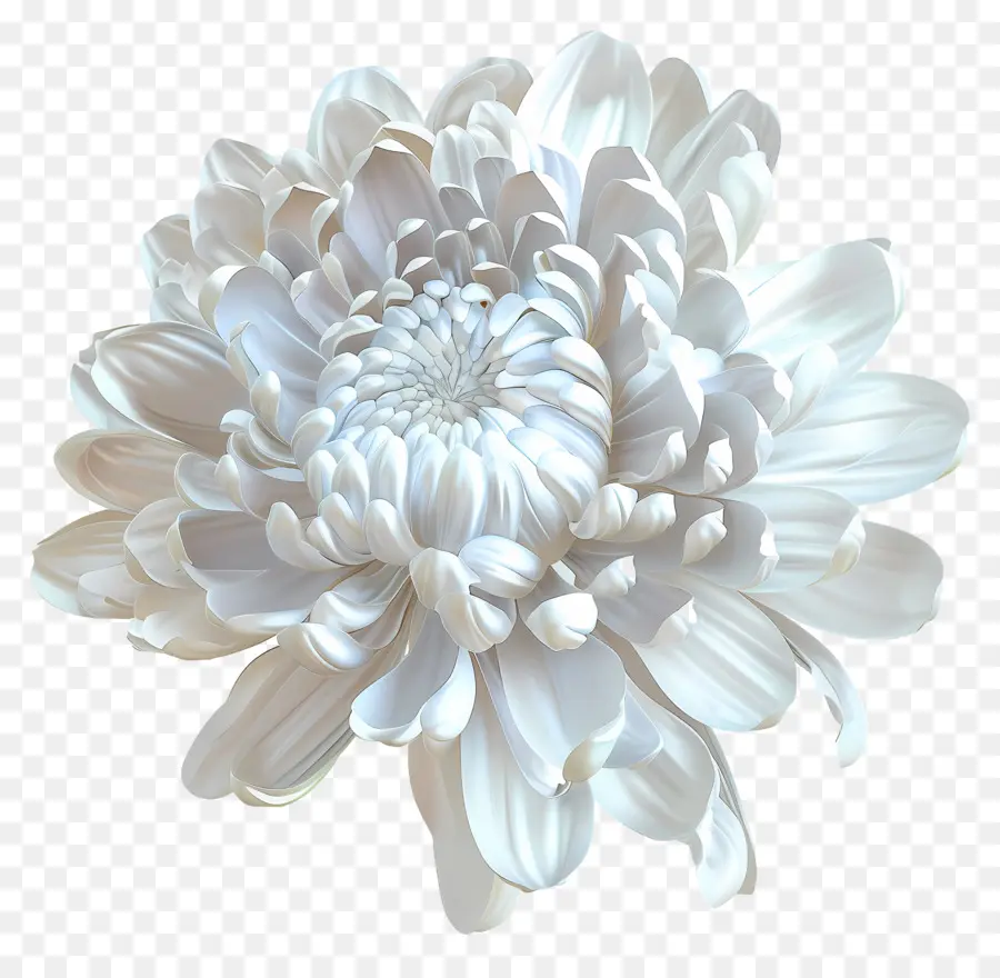 Crisantemo Blanco，Flor Blanca PNG