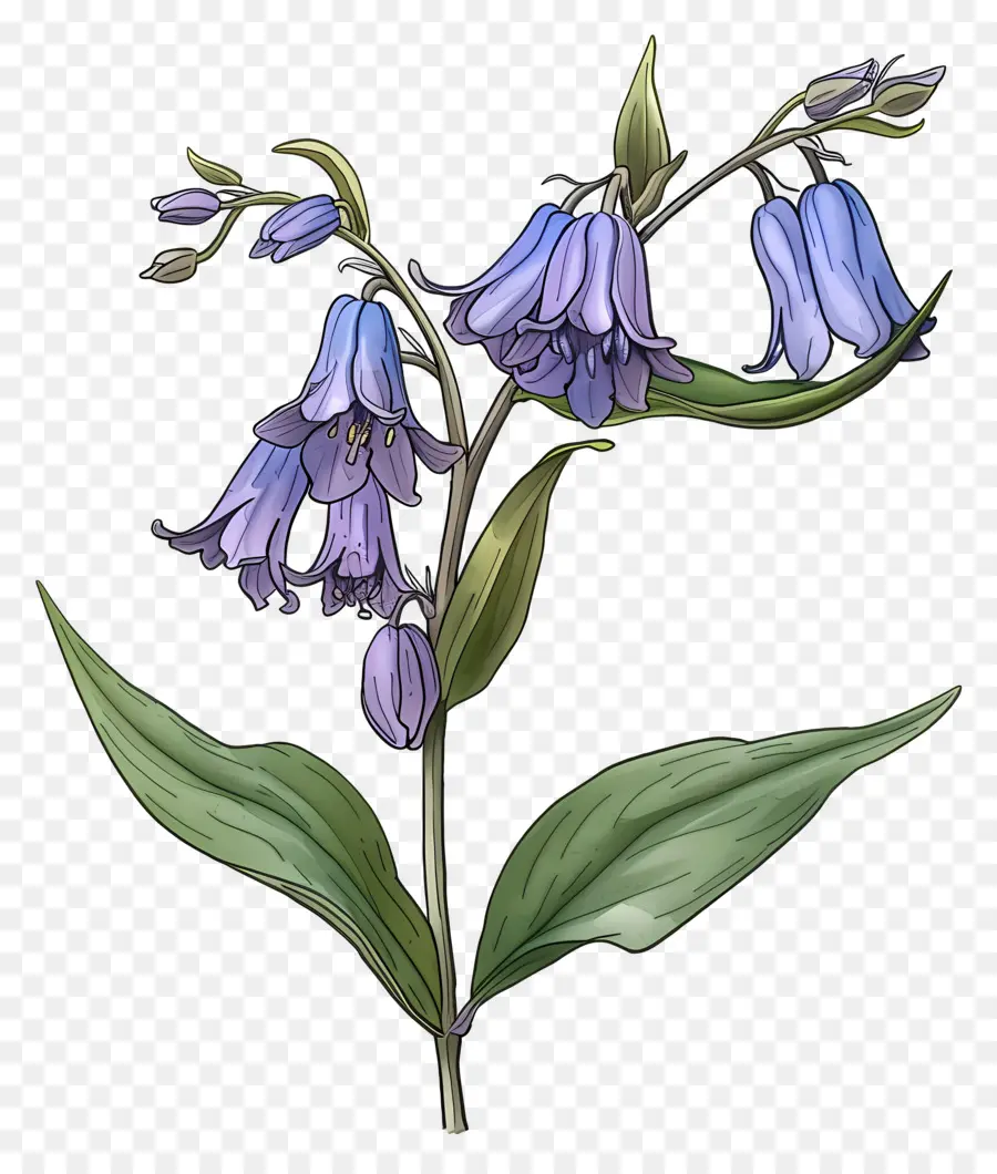 Flor De Campanilla，Azul PNG