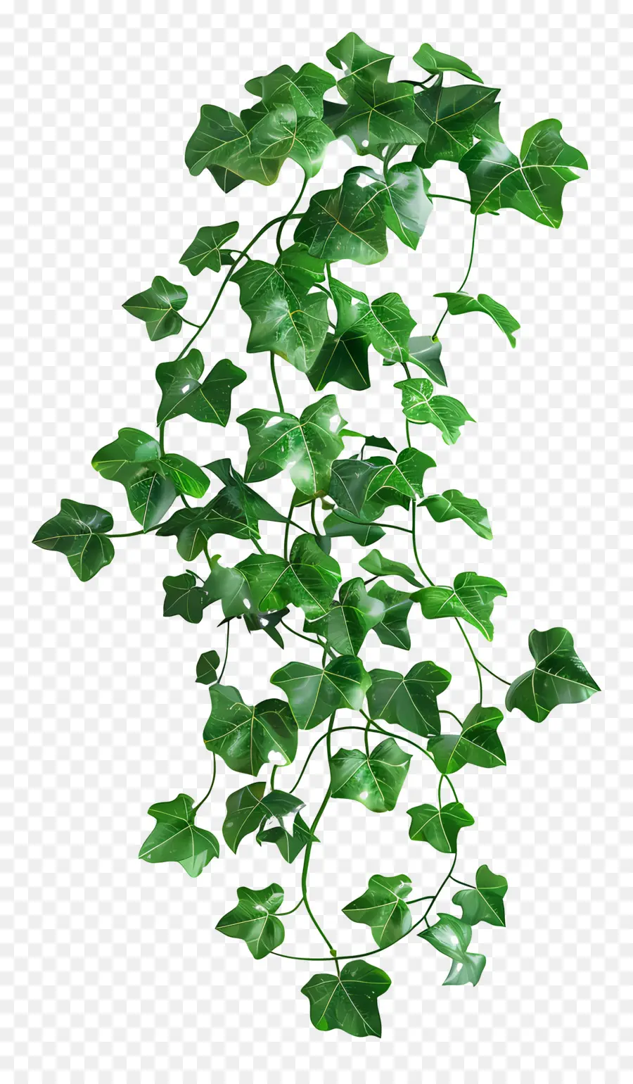 Planta De Hiedra，Vides PNG