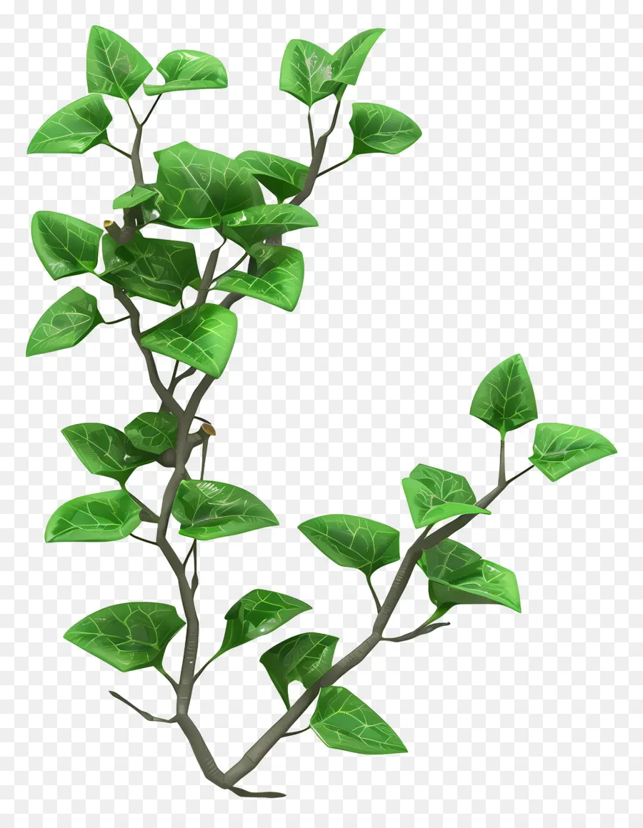 Planta De Hiedra，Vides PNG