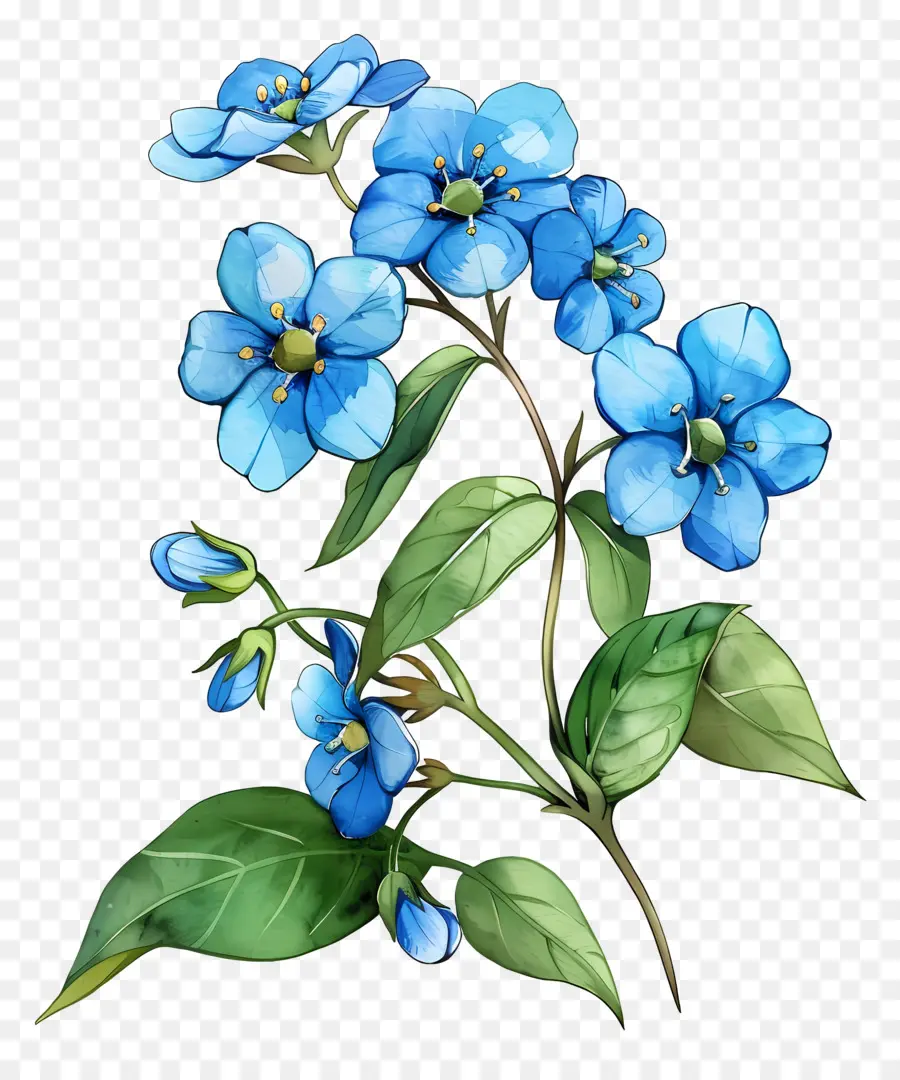 No Me Olvides Flor，Flores Azules PNG