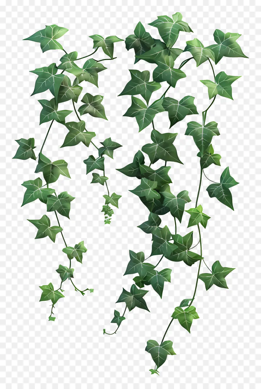 Planta De Hiedra，Hiedra PNG