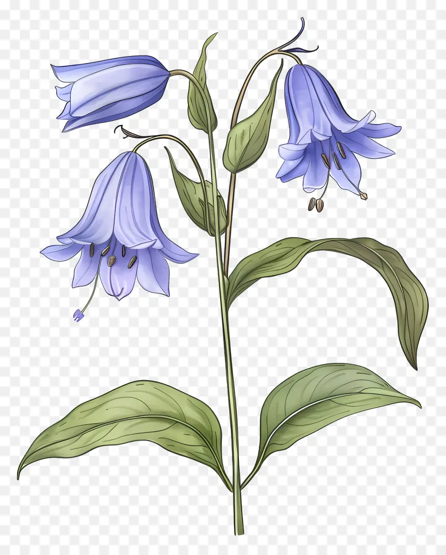 Flor De Campanilla，Flores De Campanilla PNG