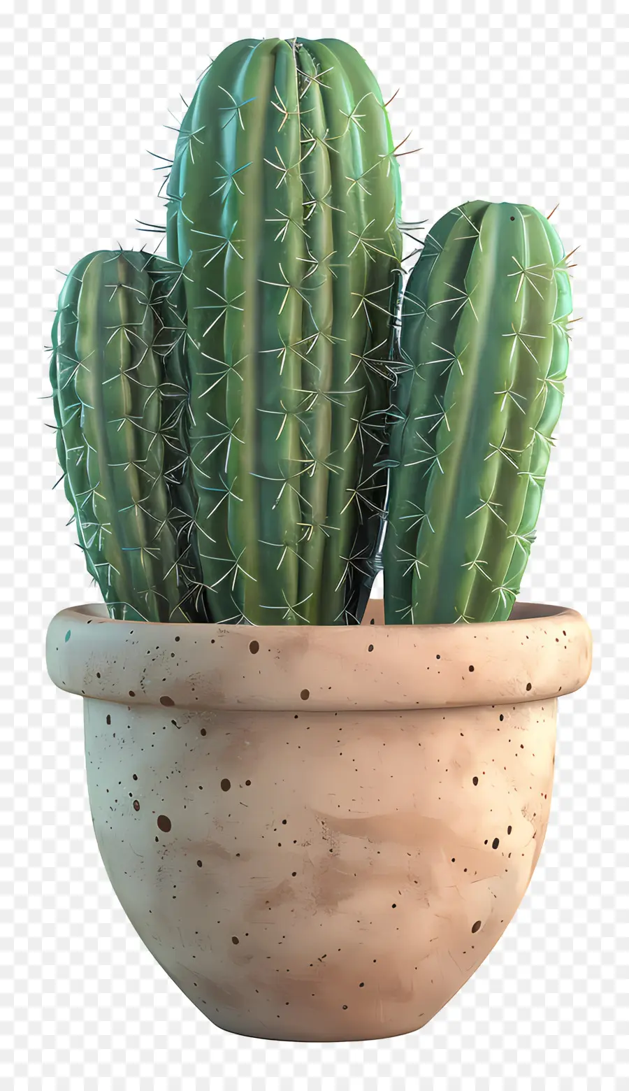 Cactus En Maceta，Cactus PNG