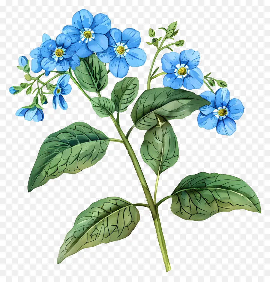 No Me Olvides Flor，Flores Azules PNG