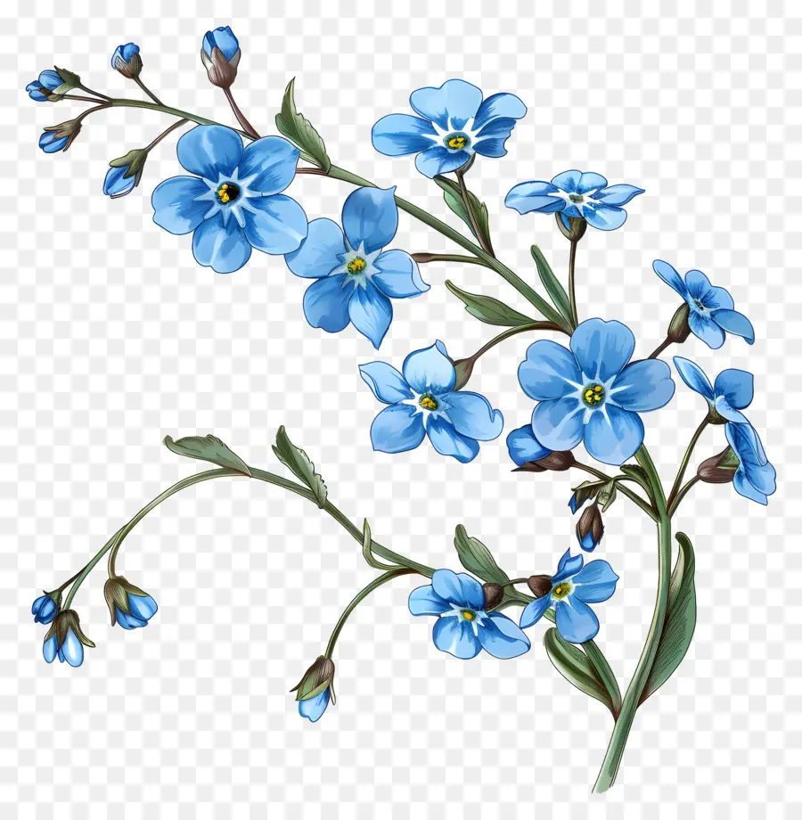 No Me Olvides Flor，Flores Azules PNG