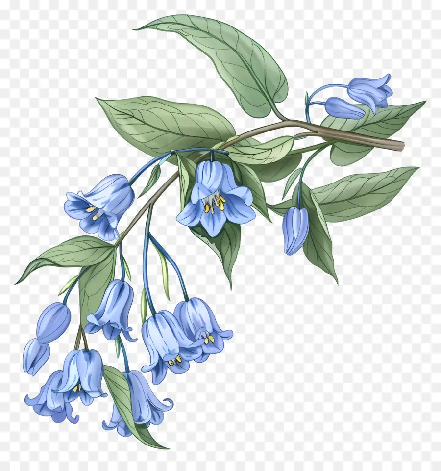 Flor De Campanilla，Flores De Campanilla PNG