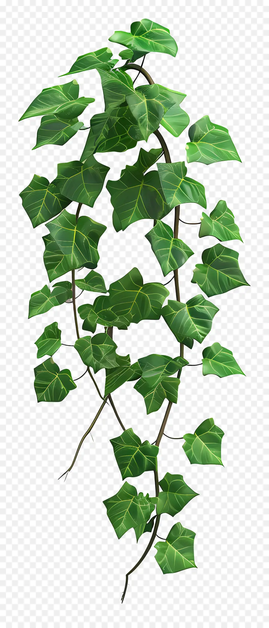 Planta De Hiedra，Hiedra Verde PNG