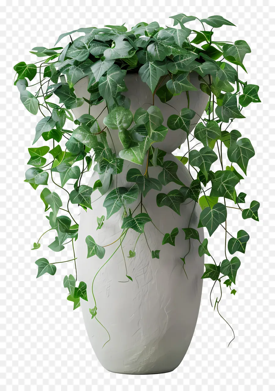 Planta De Hiedra，Planta En Maceta PNG