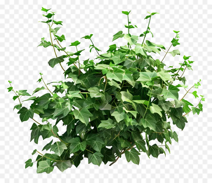 Planta De Hiedra，Hojas PNG