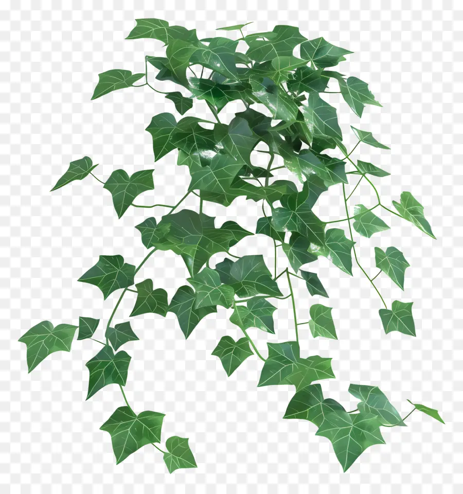 Planta De Hiedra，Hojas PNG