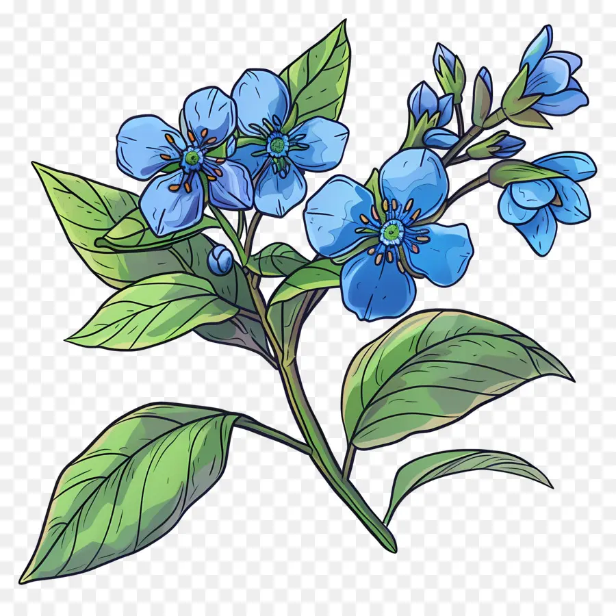 No Me Olvides Flor，Flores Azules PNG