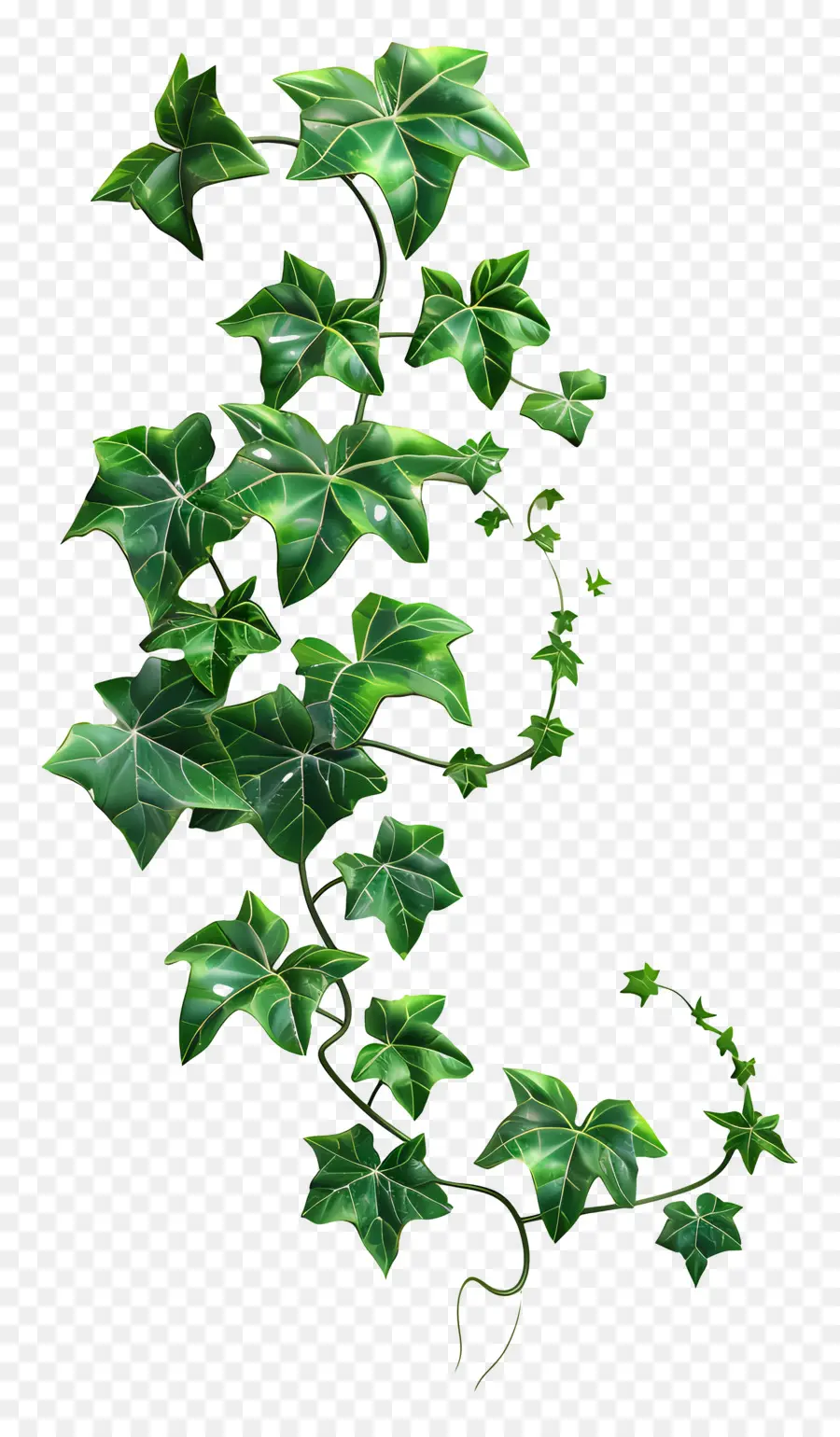 Planta De Hiedra，Hiedra Verde PNG