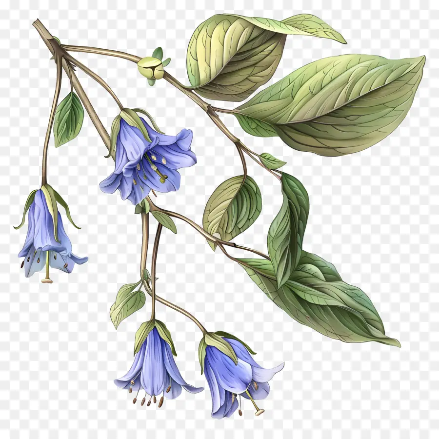 Flor De Campanilla，Flores De Campanilla PNG