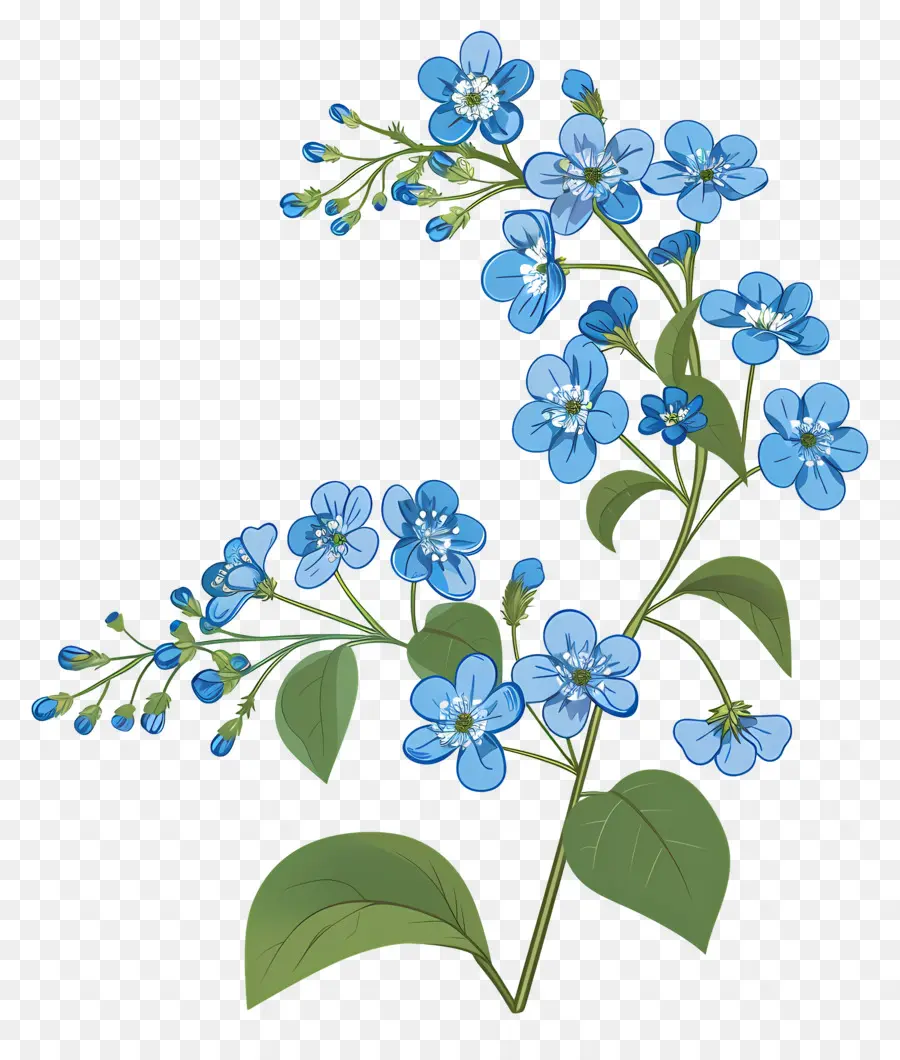 No Me Olvides Flor，Flores Azules PNG