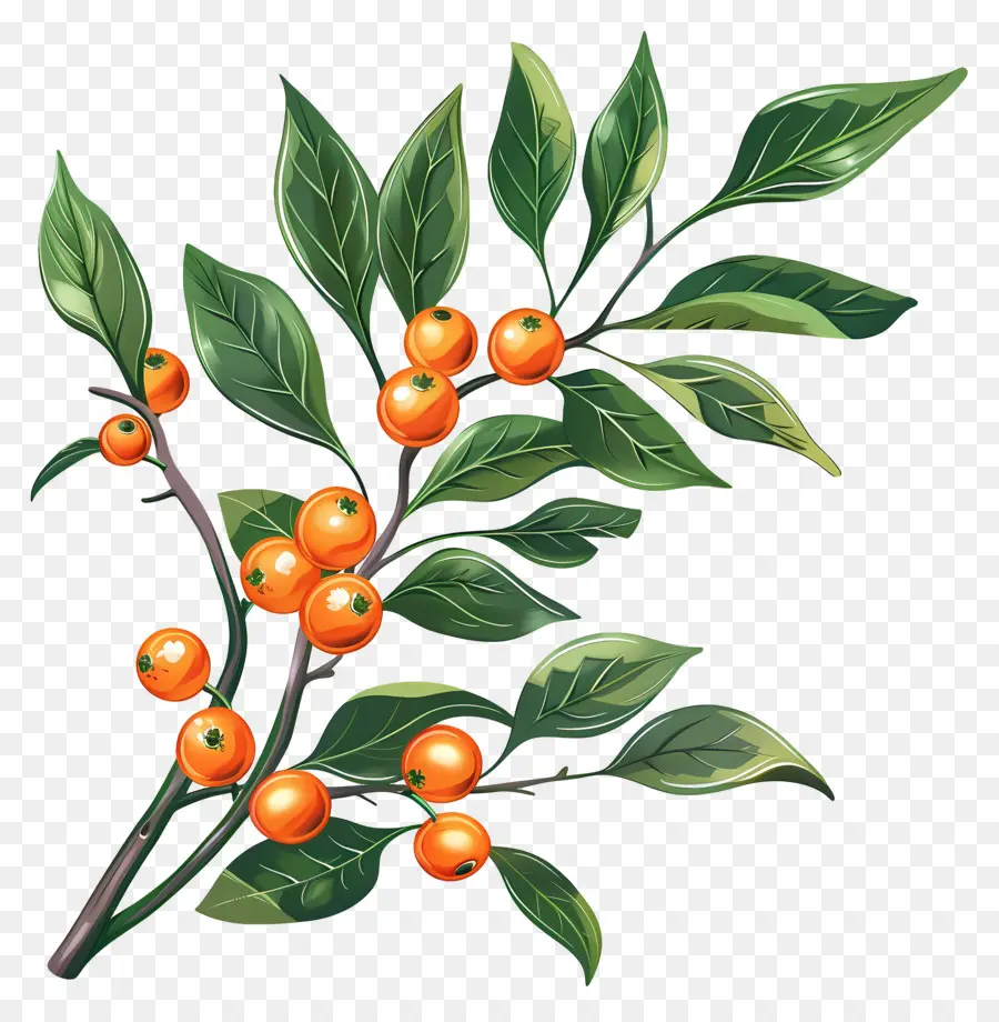 Bayas De Naranja，Planta PNG