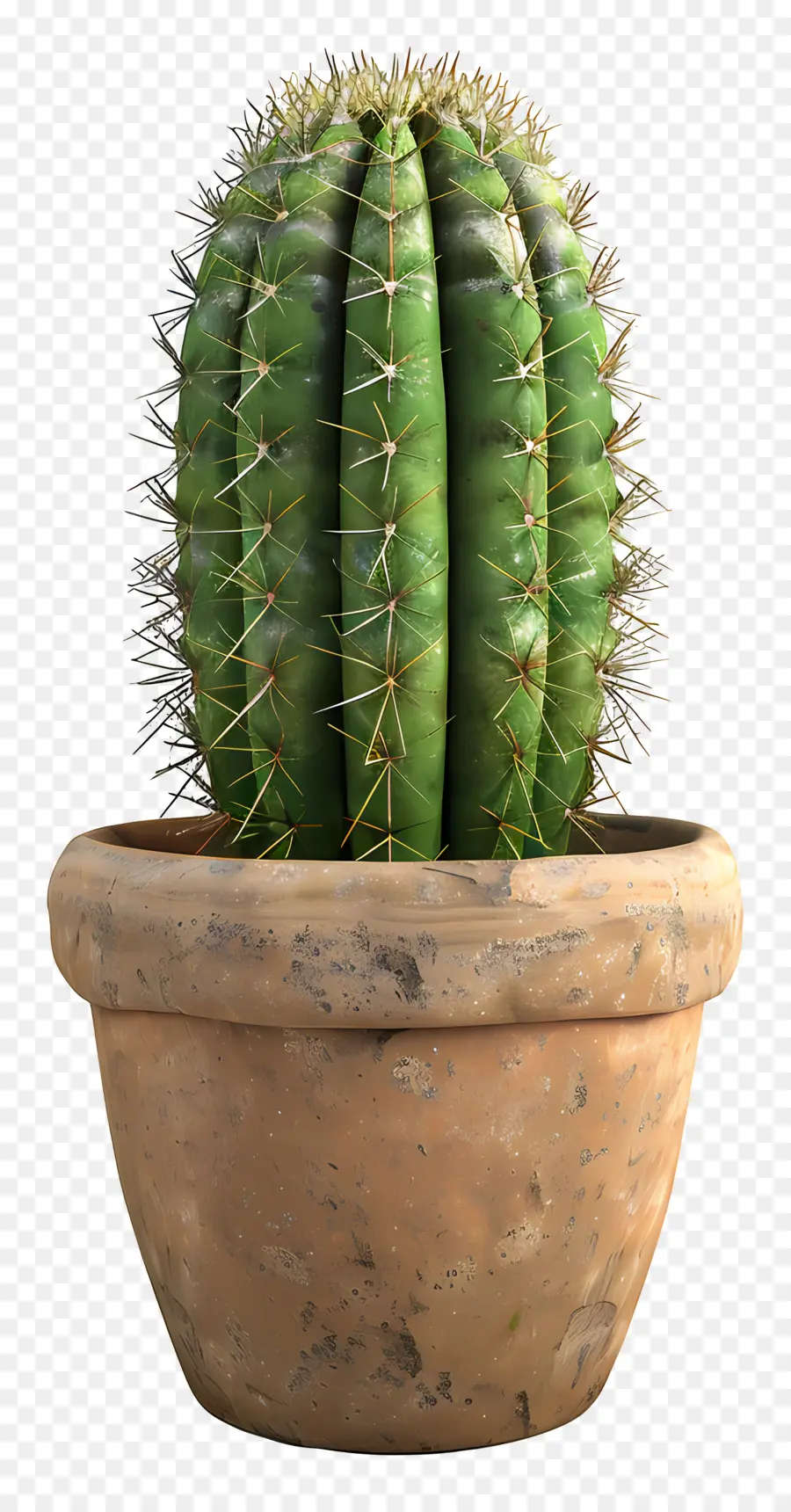 Cactus En Maceta，Cactus PNG